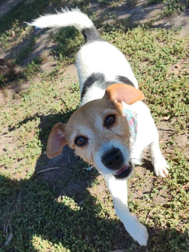 Dolly