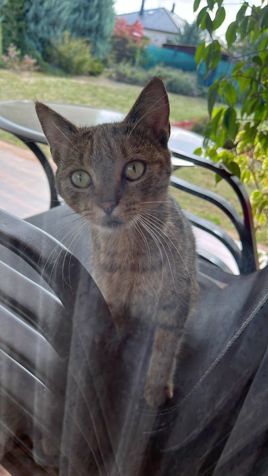 Sissi